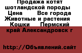 Продажа котят шотландской породы › Цена ­ - - Все города Животные и растения » Кошки   . Пермский край,Александровск г.